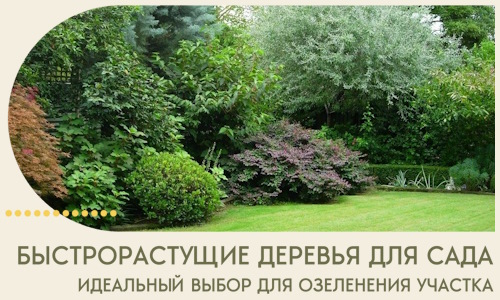 Быстрорастущие деревья для сада идеальный выбор в Темрюке