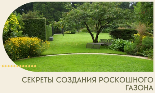 Секреты создания роскошного газона в Темрюке